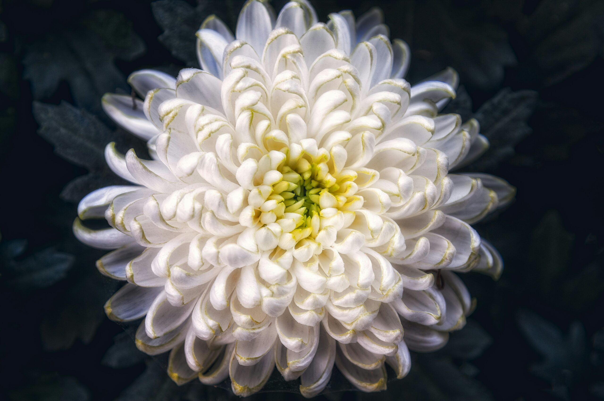 白事白色鮮花悼念