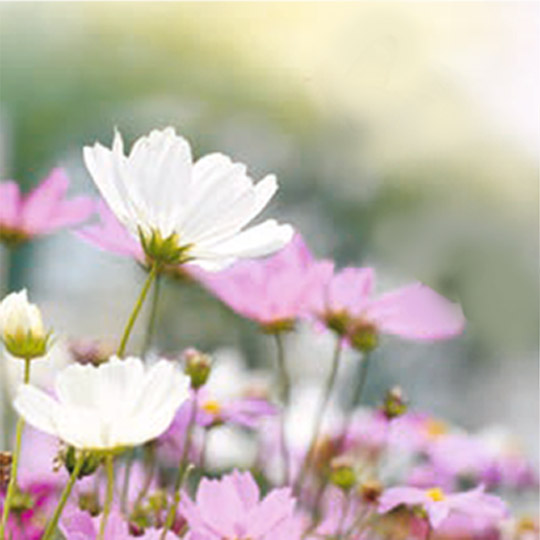 綠色殯葬紀念花園簡介